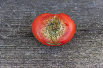 Ugly spoiled organic tomato on a dark wooden background. Food waste concept. Horizontal orientation.