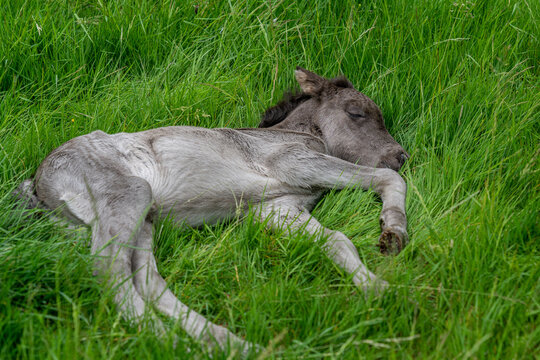 Close up of a newly born Icelandic horse foal sleeping in green grass
