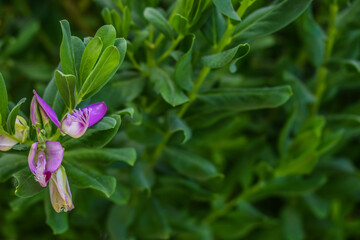 pink and white flowers