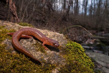 Adult Northern Spring salamander wide angle in habitat