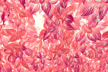 Gently pink wallpaper of leaves. Romantic background from natural materials.