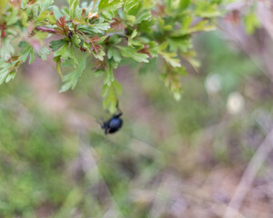 black beetle falls from the bush