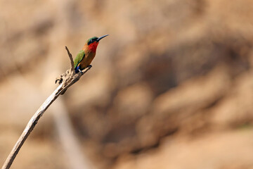 Red-Throated Bee-Eater  (Merops bulocki) - Żołna czerwonogardła
