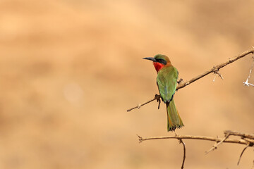 Red-Throated Bee-Eater  (Merops bulocki) - Żołna czerwonogardła