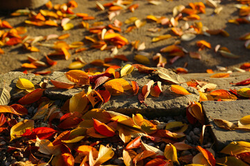 Bright fallen autumn foliage lit by the sun