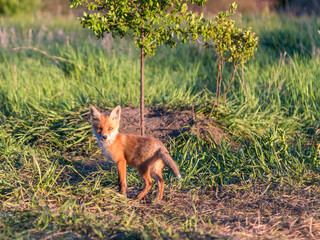 fox, little fox