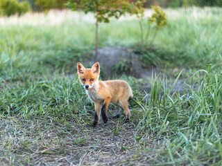 fox, little fox