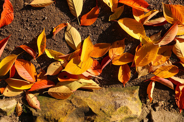 Bright autumn foliage lit by the sun lying on the ground