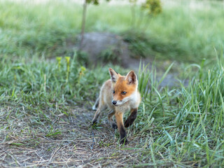 fox, little fox