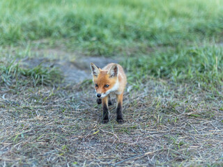 fox, little fox
