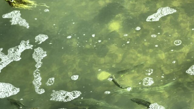 Trouts swimming in a mountain river. 4K