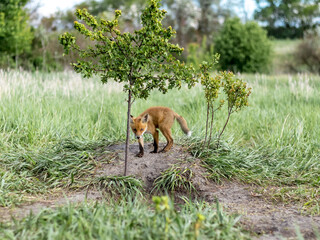 fox, little fox
