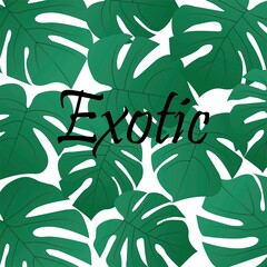 Vector image of monstera leaves on a white background with the inscription "Exotic". Illustration for printing postcards, cards and banners.