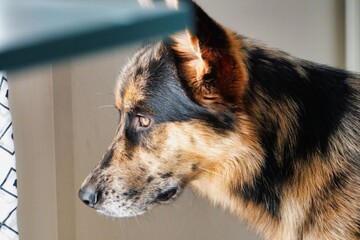 dog on the grass, photo as a background , australian german shepard sheperd dog