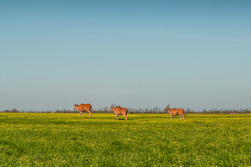 common eland