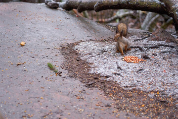 Squirrel on a stone eats nuts in winter.