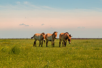 Obraz premium herd of przewalski's horses in the steppe