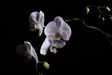 Fototapeta na wymiar White orchid on black_v1.1