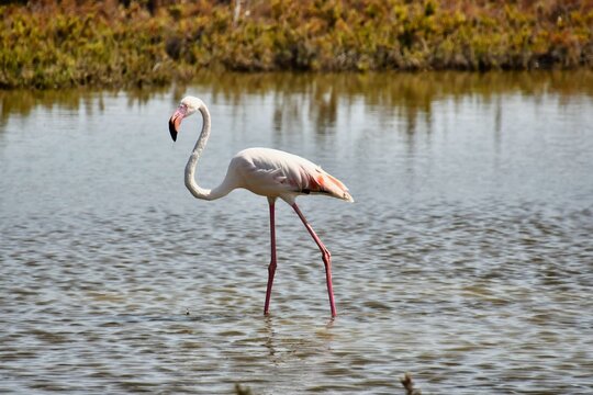 flamingo in zoo, photo as a background , in saint maries de la mer sea village Camargue, france