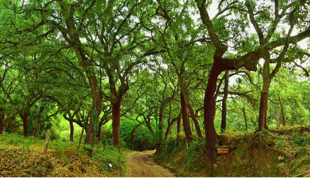 Wonderful forest with very green leaves. Nature to full.