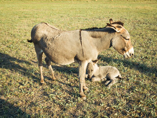african wild donkey, little donkey, just born