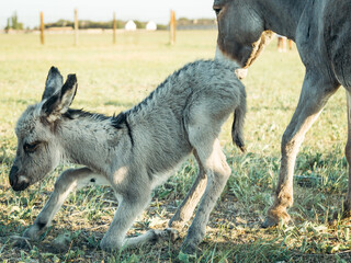 african wild donkey, little donkey, just born