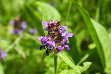 Field purple flower on a green background