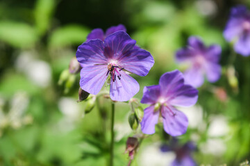 Field purple flower on a green background