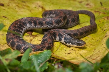Adult urban Kirtland's snake macro on leaf