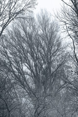 Tree in fog in winter