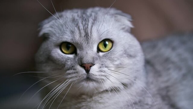 Portrait of a beautiful gray cat with big green eyes and a pink comb for cats. Close-up. Pets