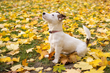 Jack Russel terrier puppy sitting in the middle of yellow autumn leaves