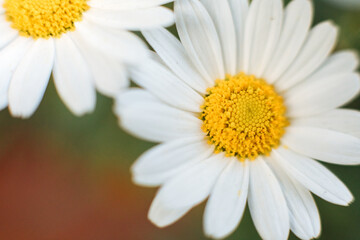 Fototapeta premium 2 chamomile flowers that are not focused