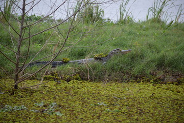 Camouflaged alligator in the grass