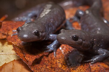 Two Jefferson salamanders posing together on leaves