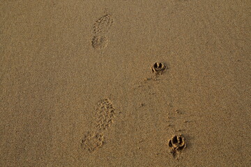 Footprints and paw prints side by side in sand