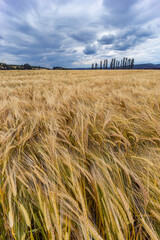 Rye sown just before the harvest, Western Bohemia, Czech Republic