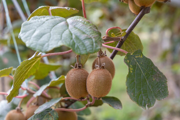 Orchard with kiwi in Marche, Central Italy