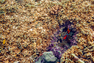 Reef by Mele Island in Vanuatu