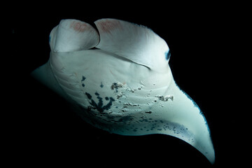 A close up of a manta ray feeding 