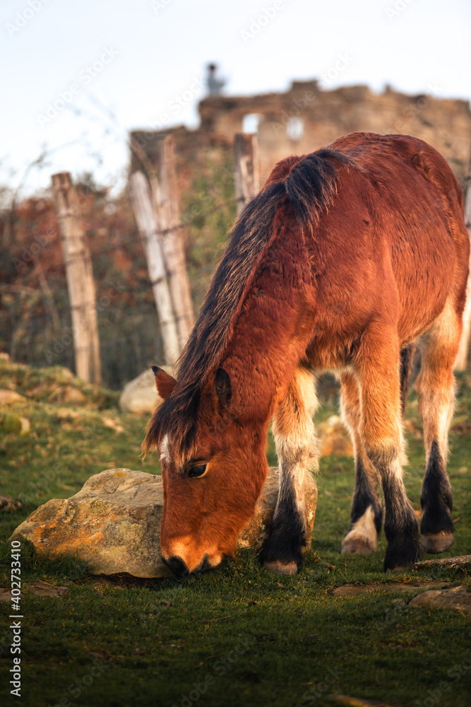 Wall mural wild horses eating grass at mount jaizkibel, basque country.