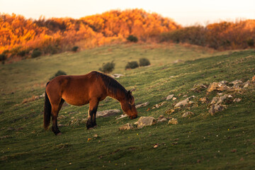 Wild horses eating grass at mount Jaizkibel, Basque Country.	