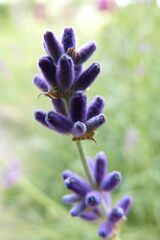 Obraz premium Lavendel 