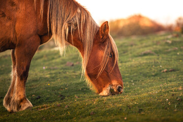 Wild horses eating grass at mount Jaizkibel, Basque Country.	