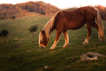 Wild horses eating grass at mount Jaizkibel, Basque Country.	