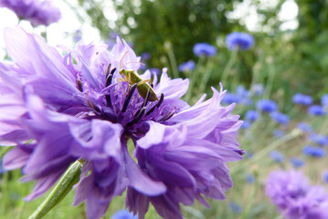 lila Blume mit Insekt 