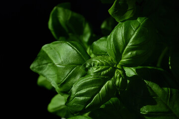 Close up of green basil growing against a dark background