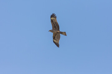 Bonelli's eagle