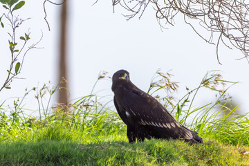 Greater Spotted Eagle