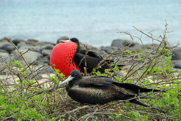Frigate birds on the galapagos islands